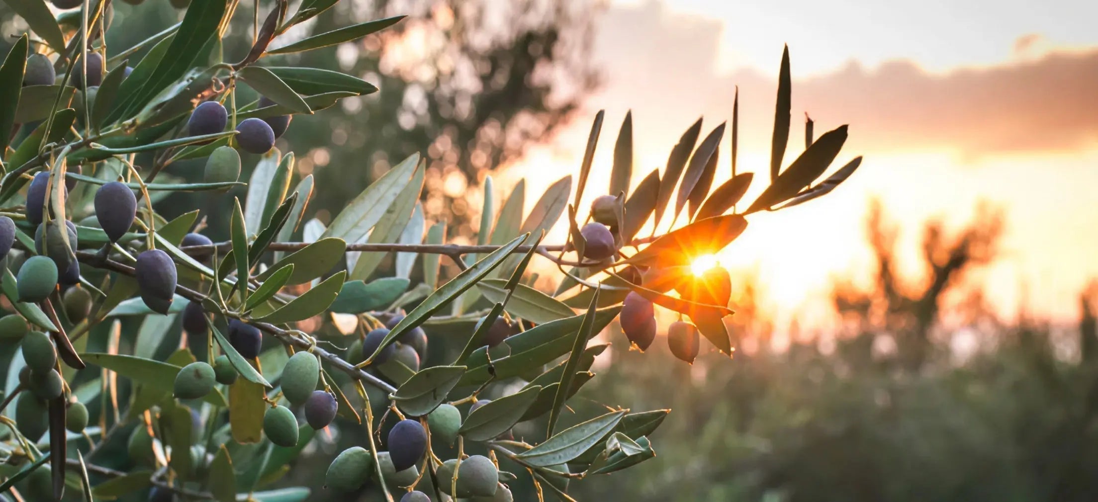 A journey through the olive groves of the world