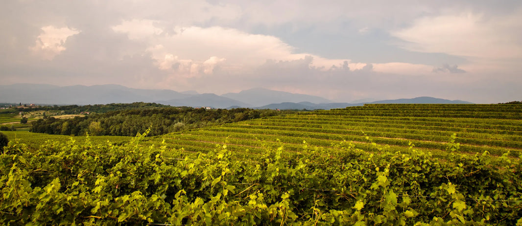 Olive oil through history: from ancient ritual to modern table and beyond - Olivetta