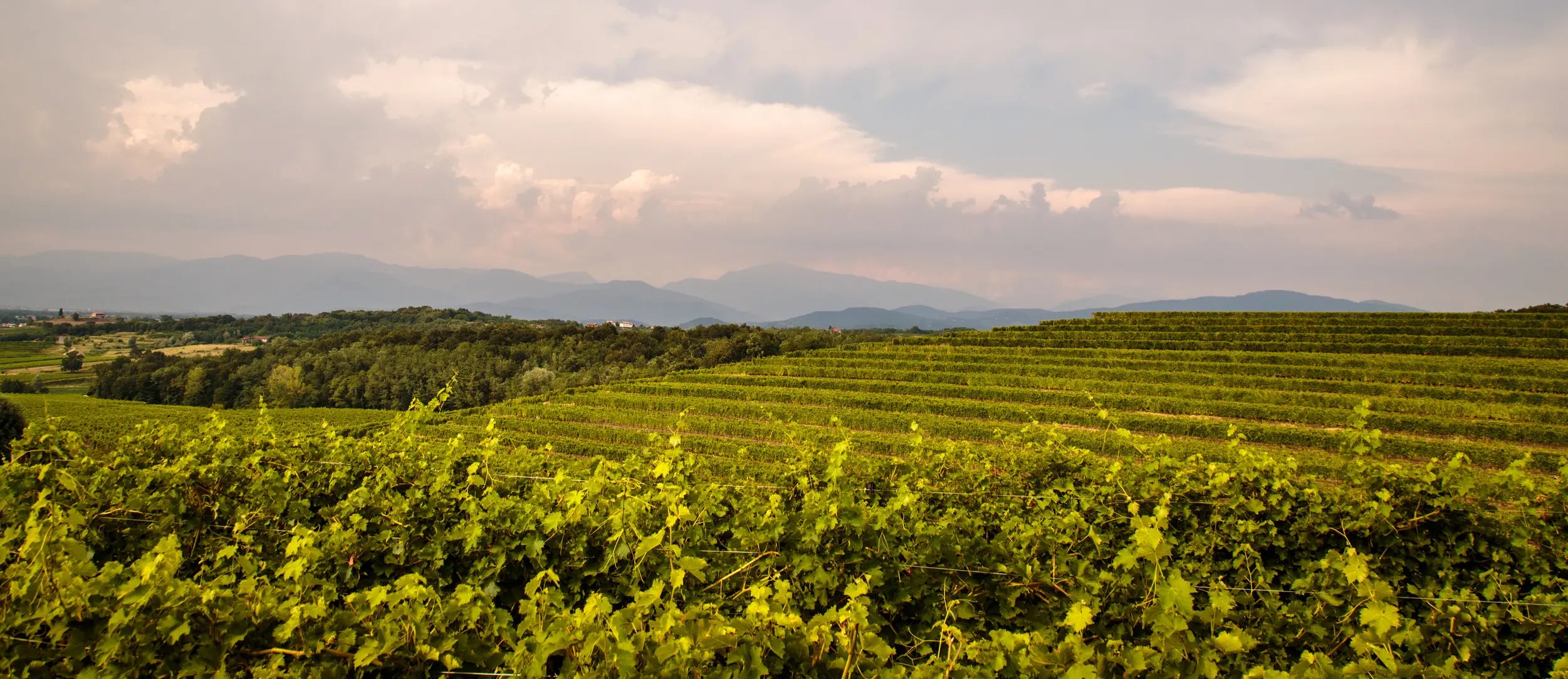 Olive oil through history: from ancient ritual to modern table and beyond - Olivetta